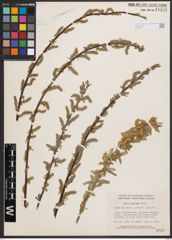 Salix bebbiana Sarg.